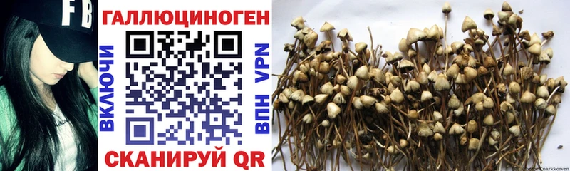 OMG ТОР  Шилка  Галлюциногенные грибы ЛСД 